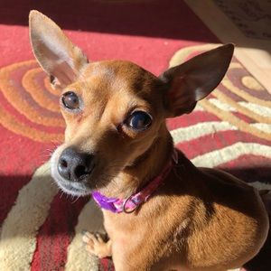 Meet your Posher, Amber